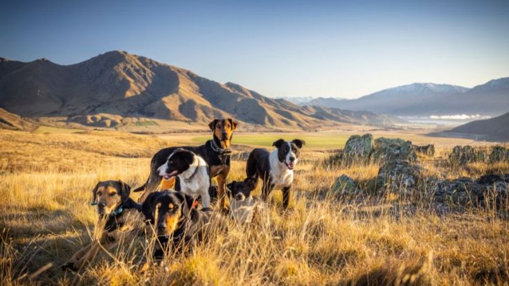 Farm dogs 