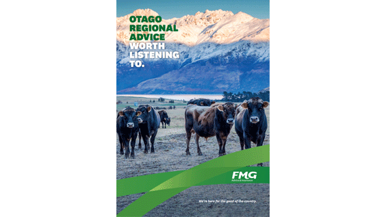 Otago cows on farm