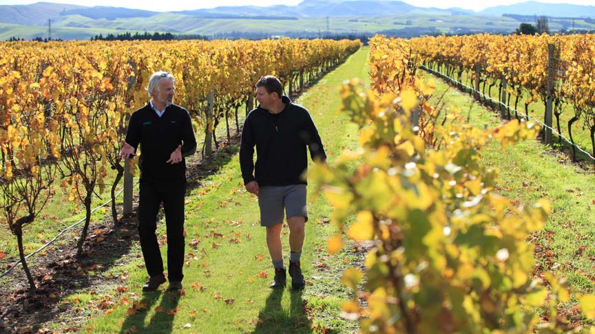 two men walking through grapevines talking 