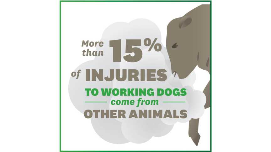 Farm dogs and other animals