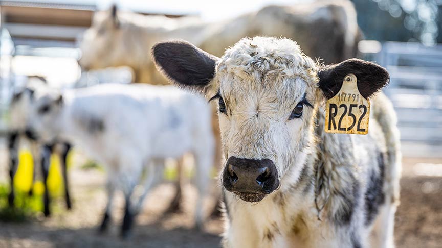 close up of calf with yellow tag in right ear