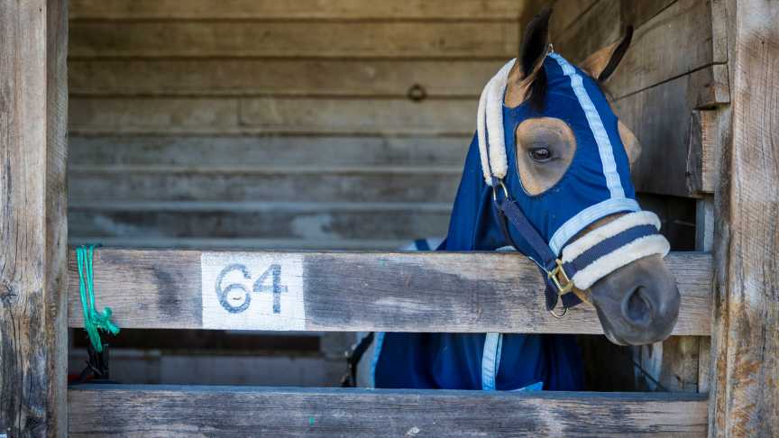 Horse in stable